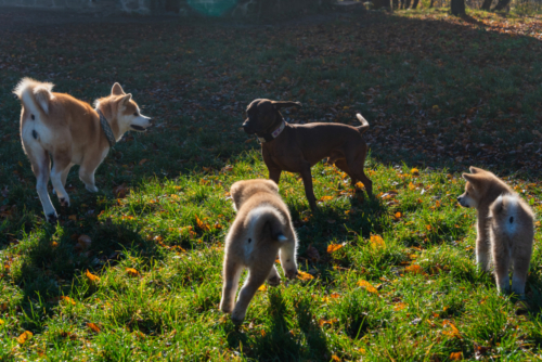 Hundebegegnungen